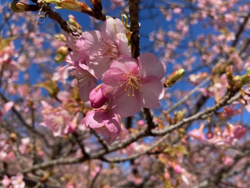 スマホでスムーズに入場できる小田原城の電子チケット(アソビュー)