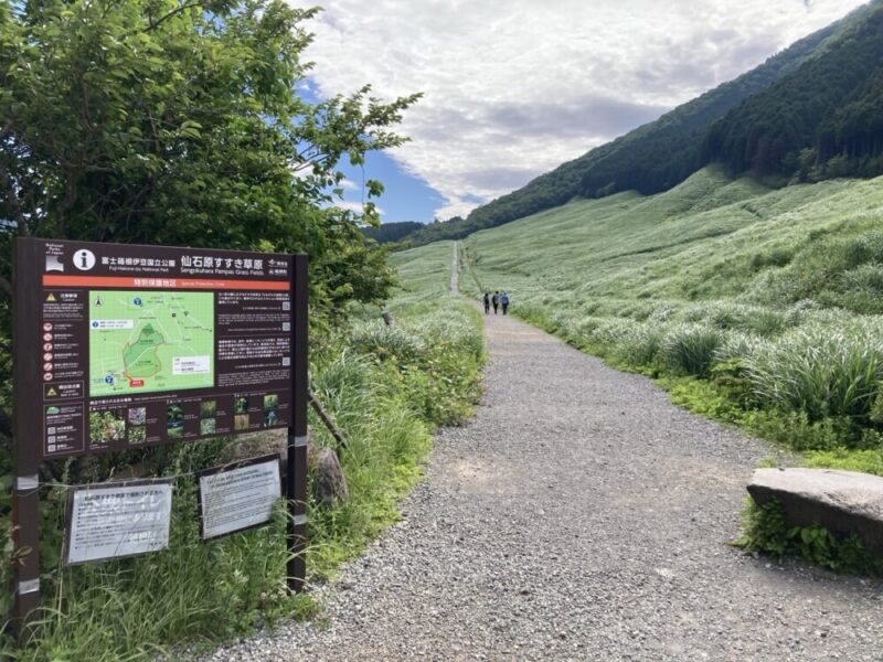 仙石原すすき草原の景色