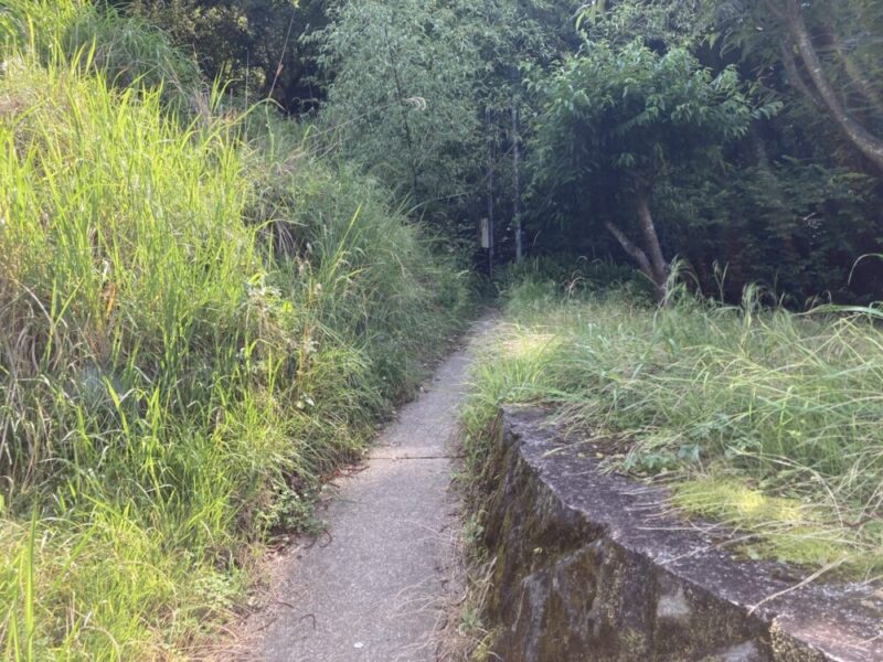 草が生い茂る脇に続く小道
