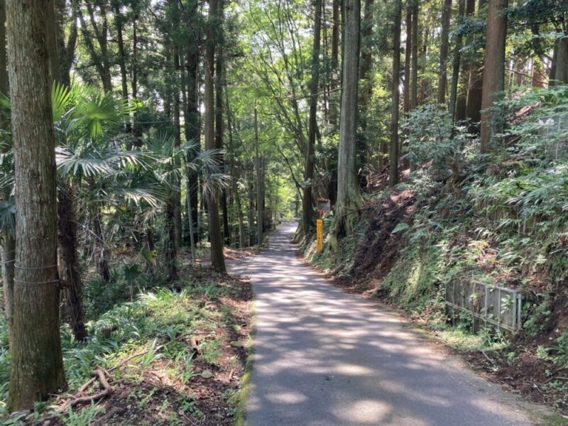 木々が生い茂る坂道