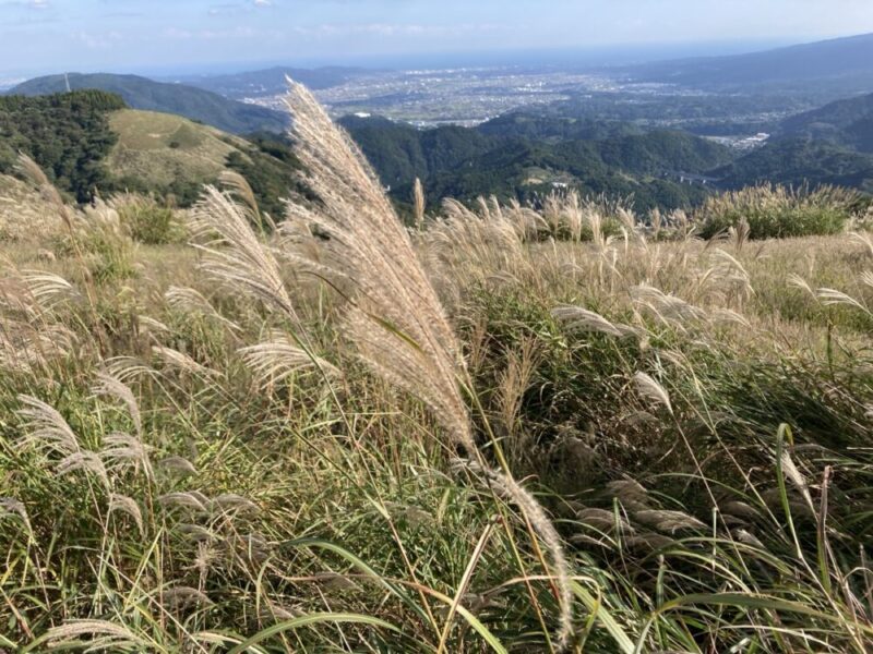 山の上から見下ろすように広がる町の風景、手前には風に揺れるススキが見える