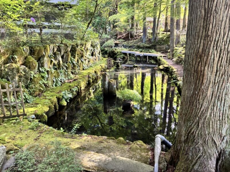 緑豊かな庭園の池と小さな橋