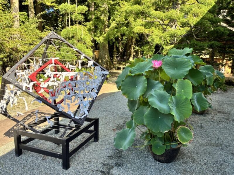 寺の境内に設置された願い事を書いた白い紙を結びつけるオブジェとハスの鉢植え