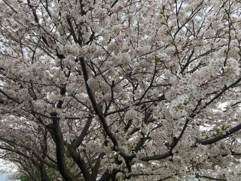 満開の桜が空を覆う