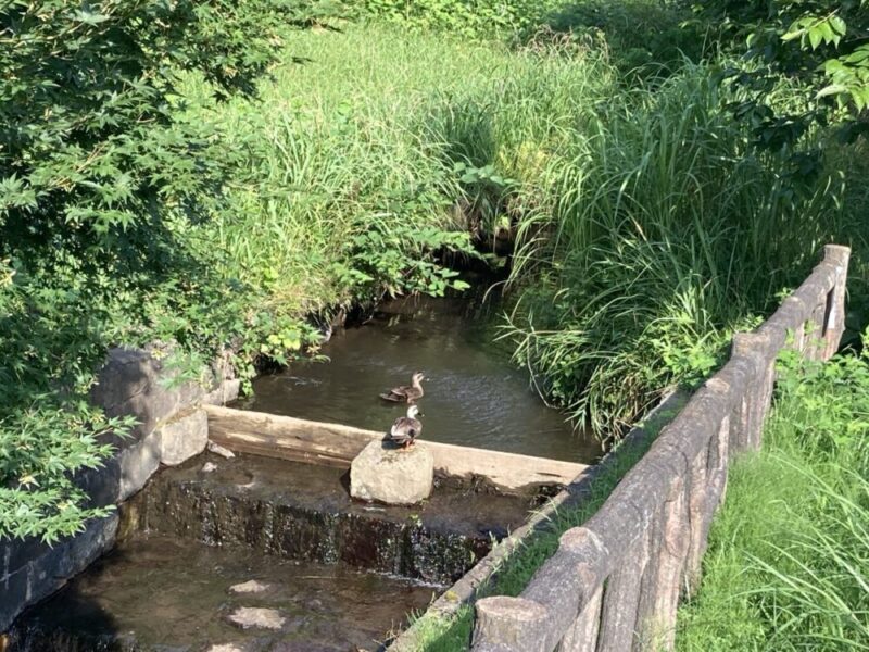浅い川で鴨が二羽いる