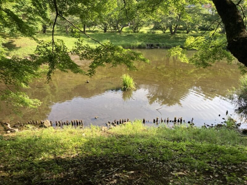 日差しに照らされた緑豊かな木々が池の周りに生い茂る、木漏れ日の差し込む風景