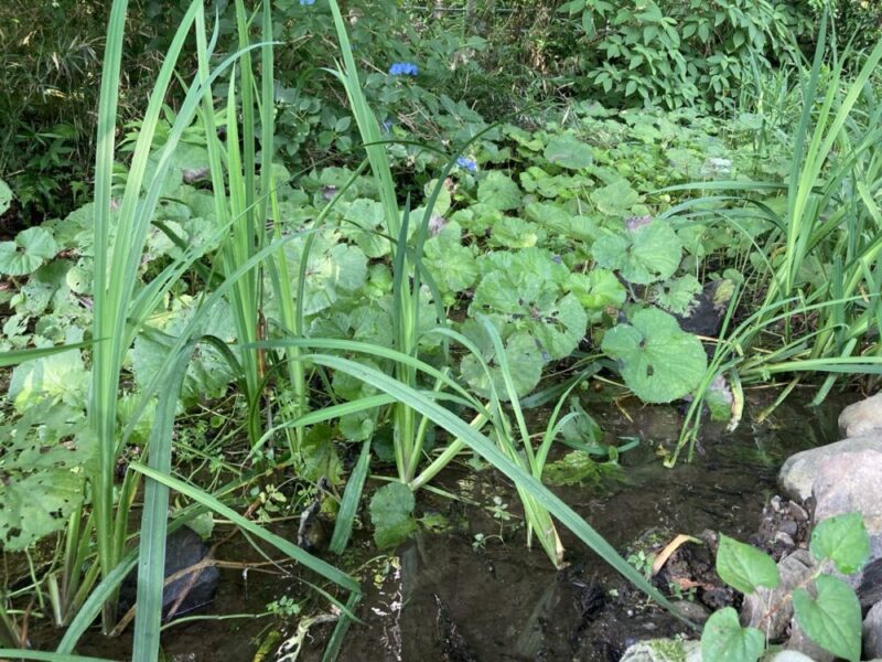 水辺に生える草木と青い花