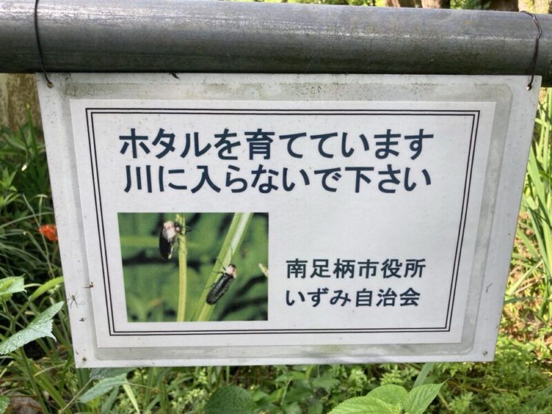 ゲンジボタルを育てているため川に入らないでくださいという注意書きのある看板
