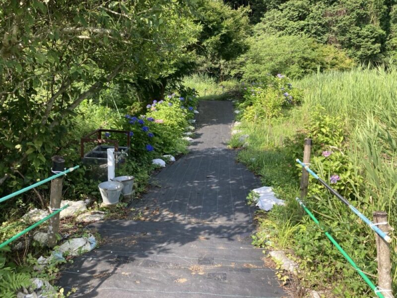 道端に紫陽花が咲く、山の遊歩道