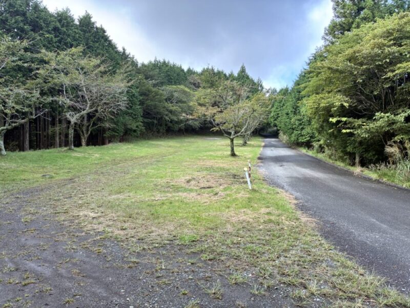森に続く舗装された道と草地