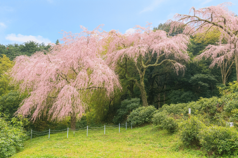 咲き誇るピンク色のしだれ桜