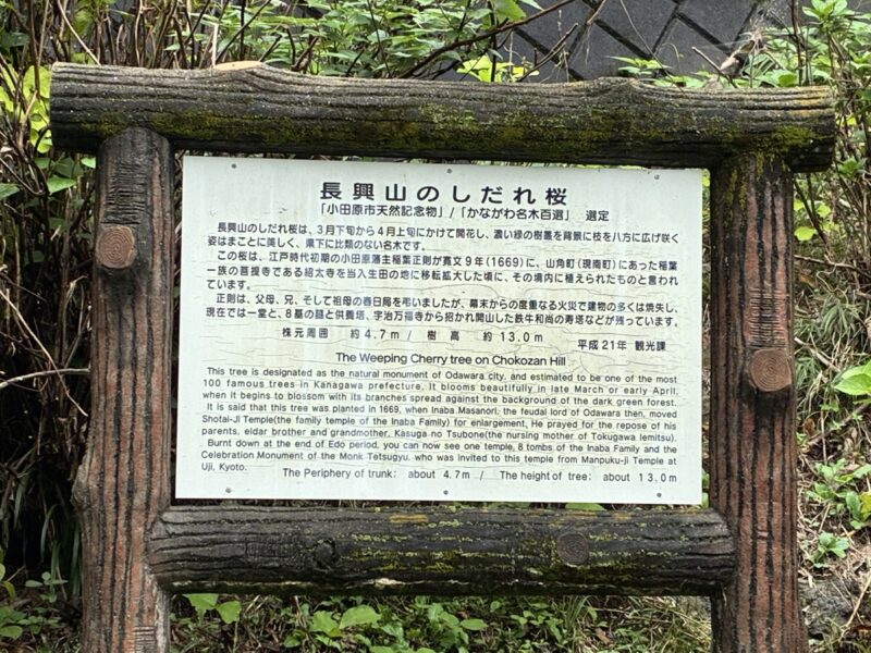 長興山のしだれ桜の説明書き