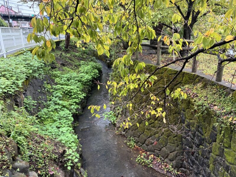 石垣の小川と緑の葉