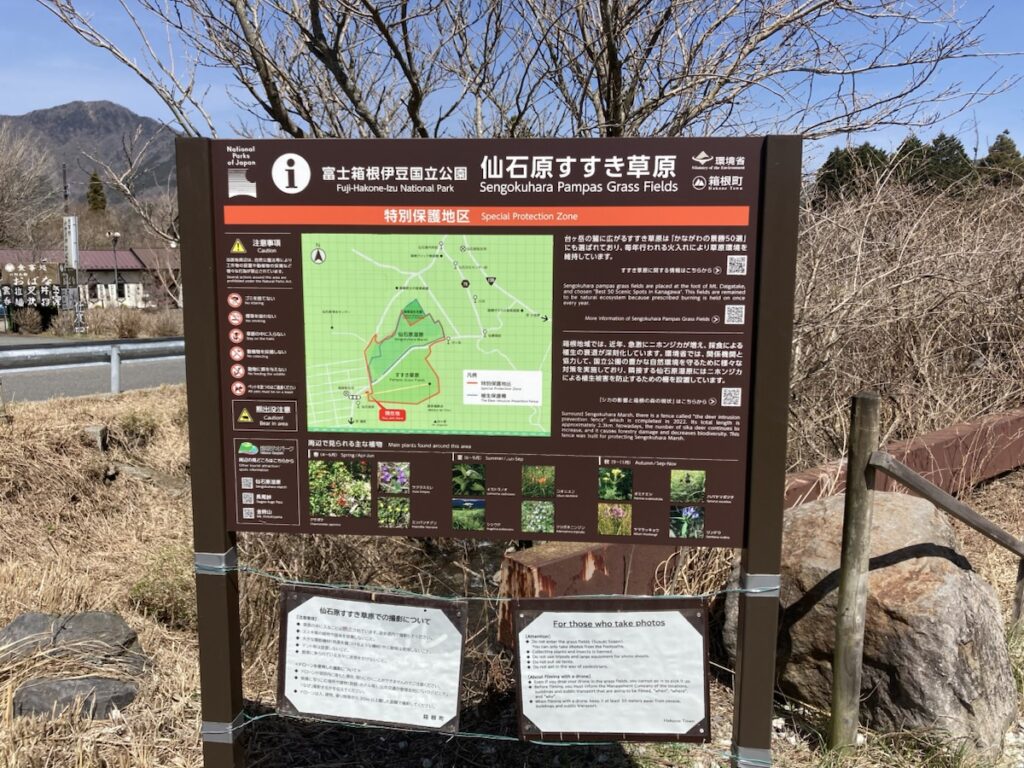 黄金色に輝く仙石原すすき草原と青空の風景