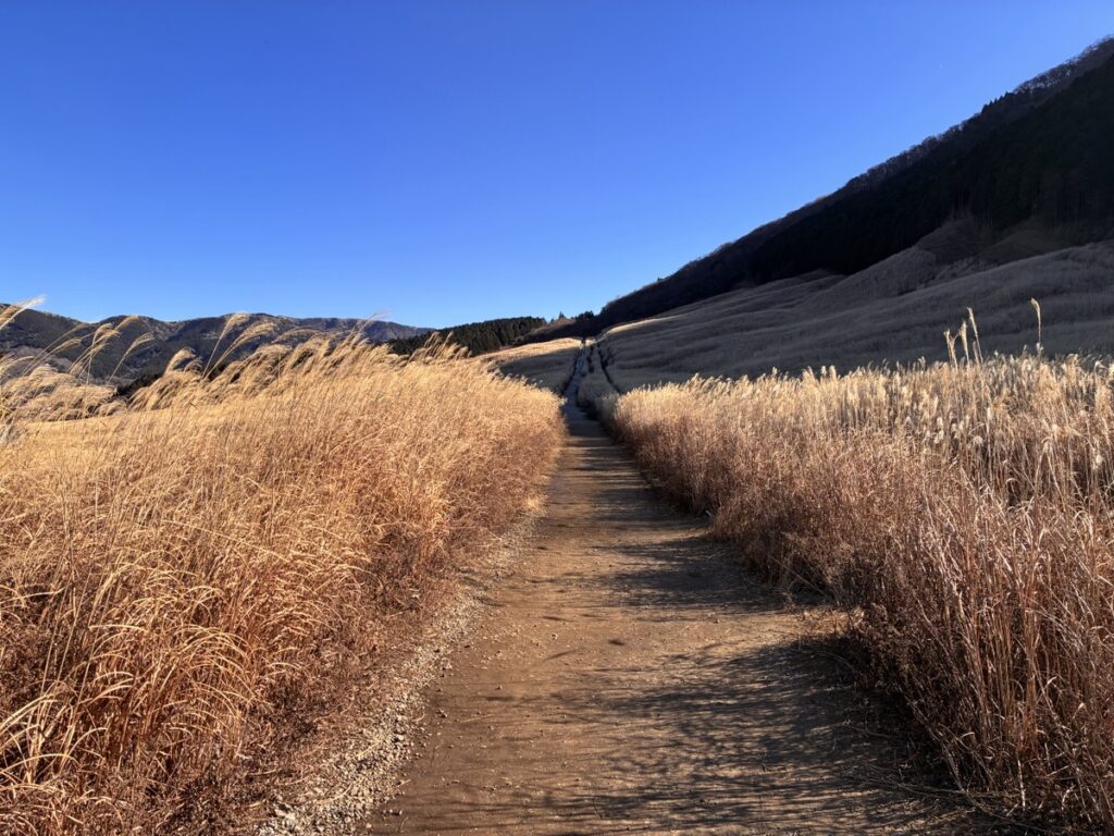 秋の金色に輝くススキが広がる野原の一本道と青い空