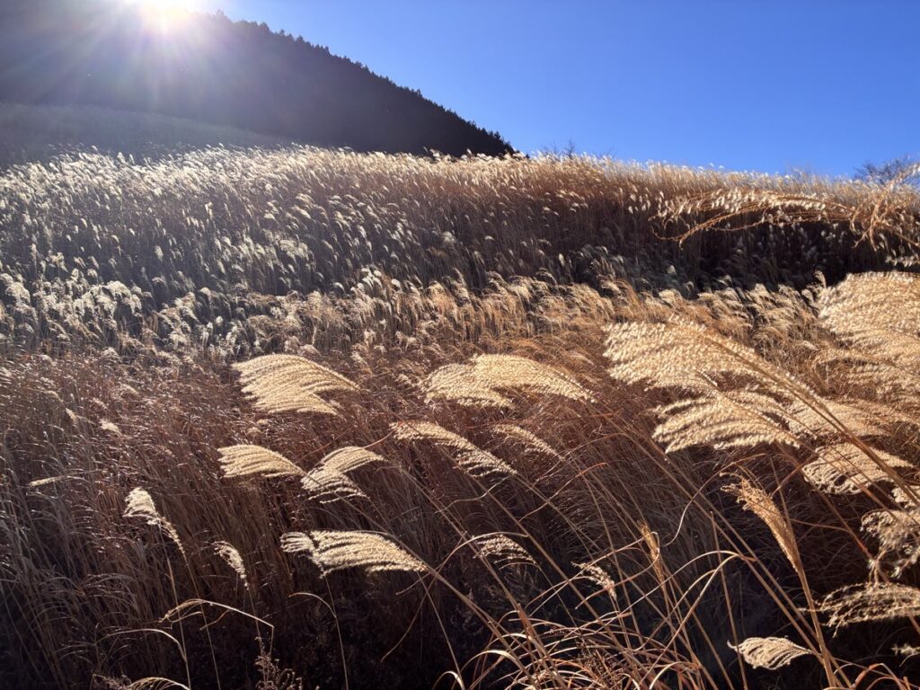 風になびく黄金色のススキと山と青空