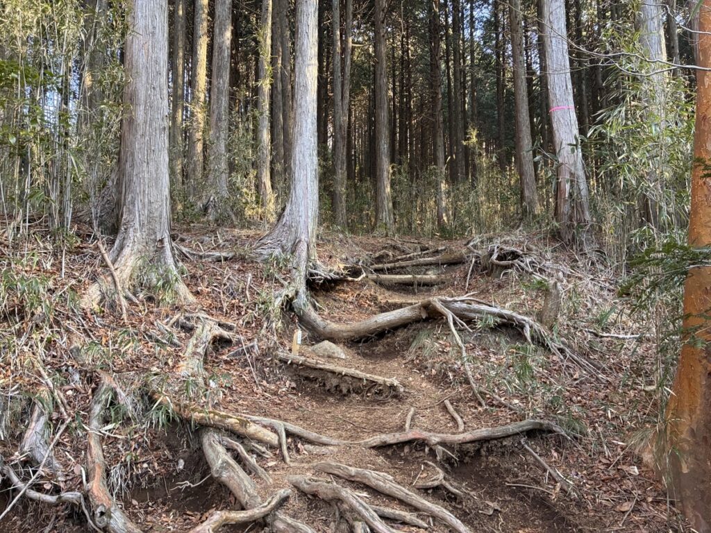 森の中の木の根が露出した山道