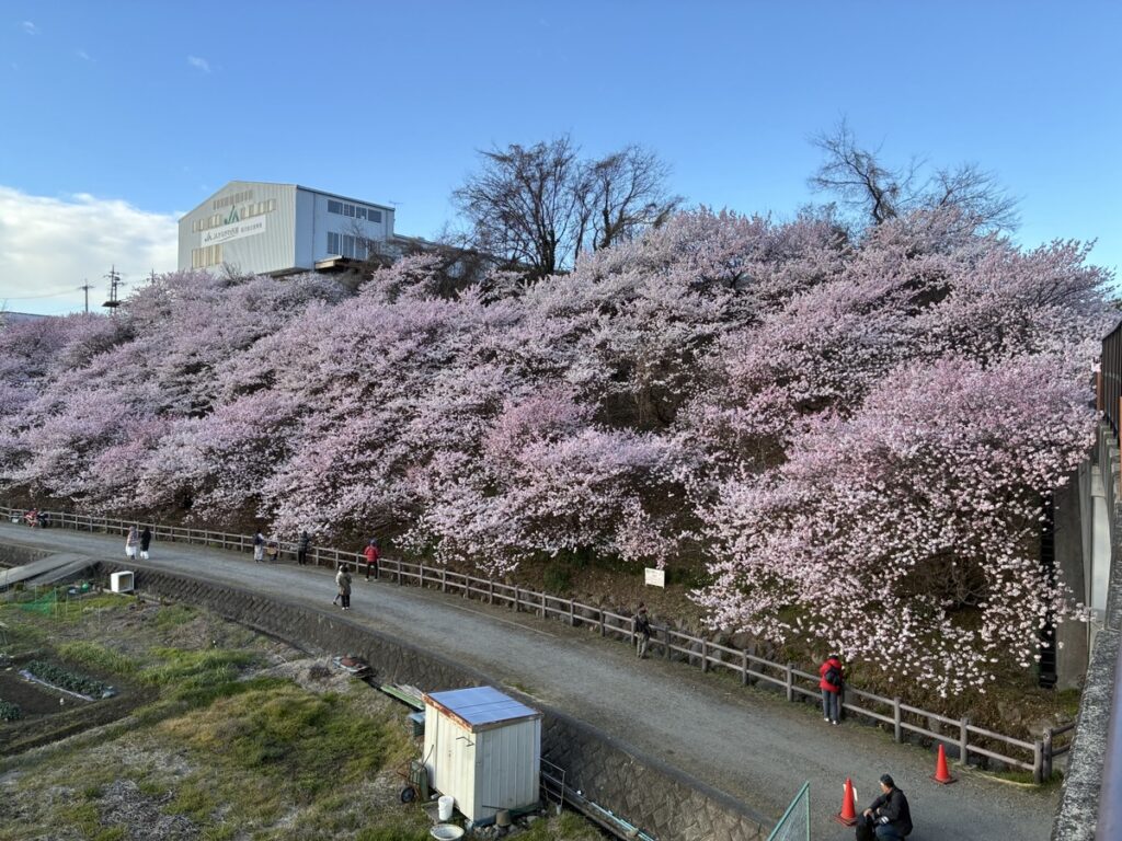 満開の桜が咲く丘のふもとの道を散策する人々