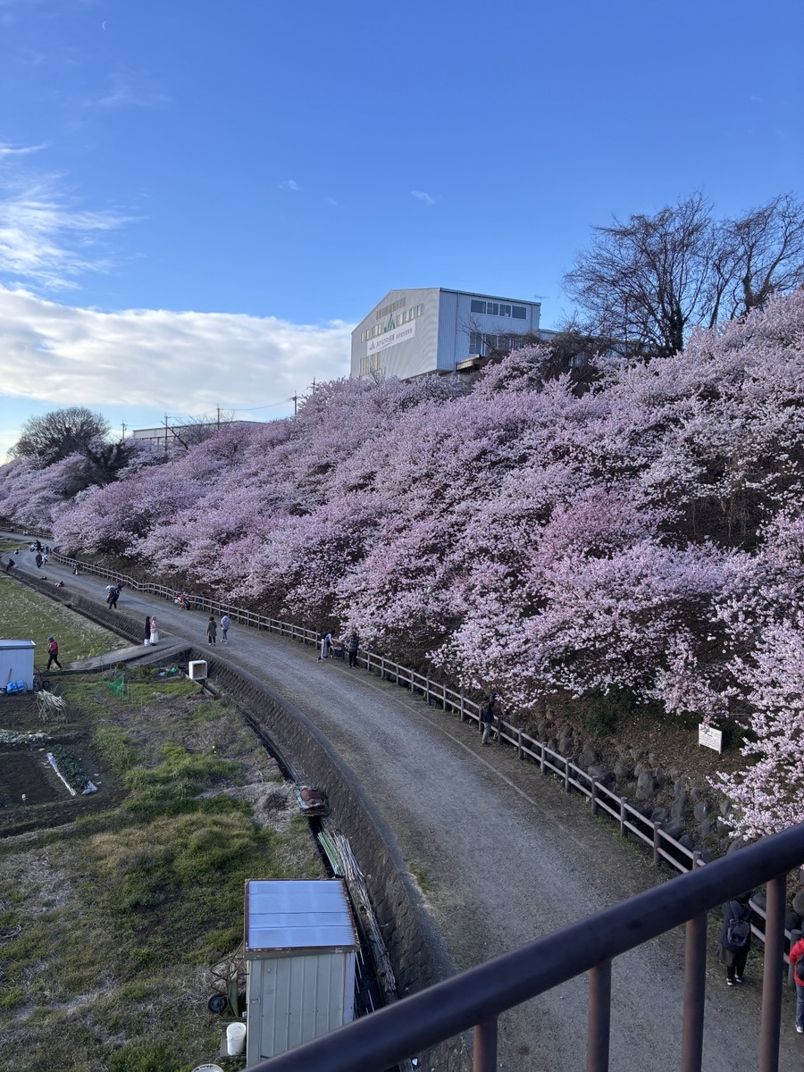 南足柄の春めき桜絶景