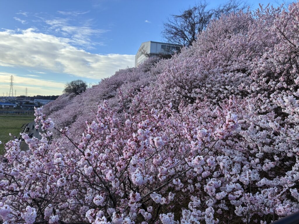 青空の下、ピンク色の桜が満開の斜面