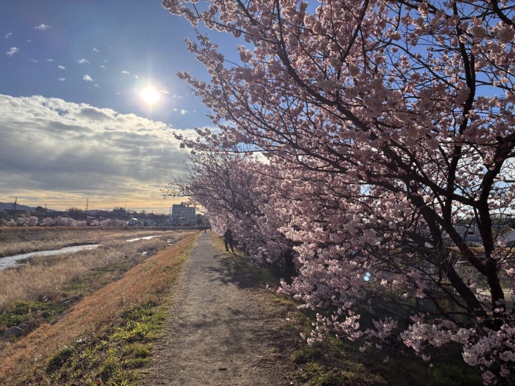 満開の桜並木が続く川沿いの散歩道を歩く人