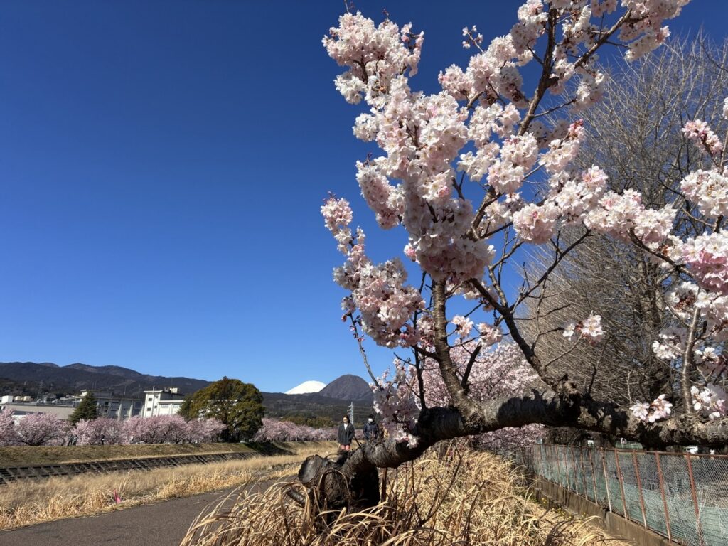 青空の下手前に大きく咲く満開の桜並木と雪山が見える川沿いの道