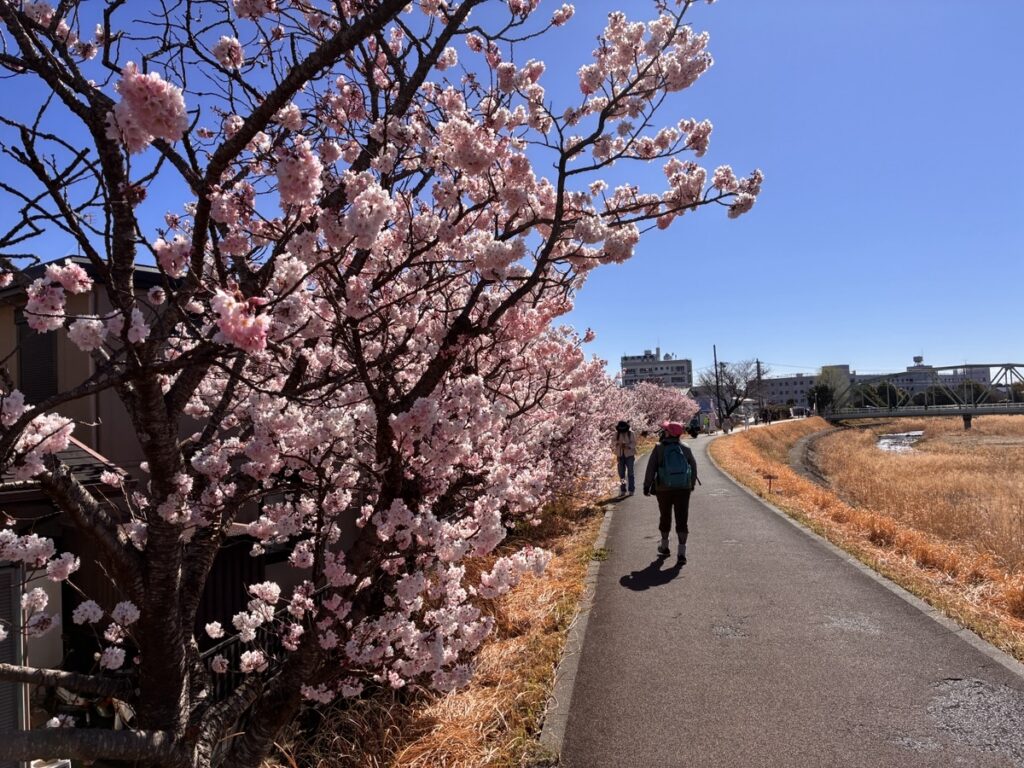 青空の下満開の桜が咲く川沿いの道を歩く人々