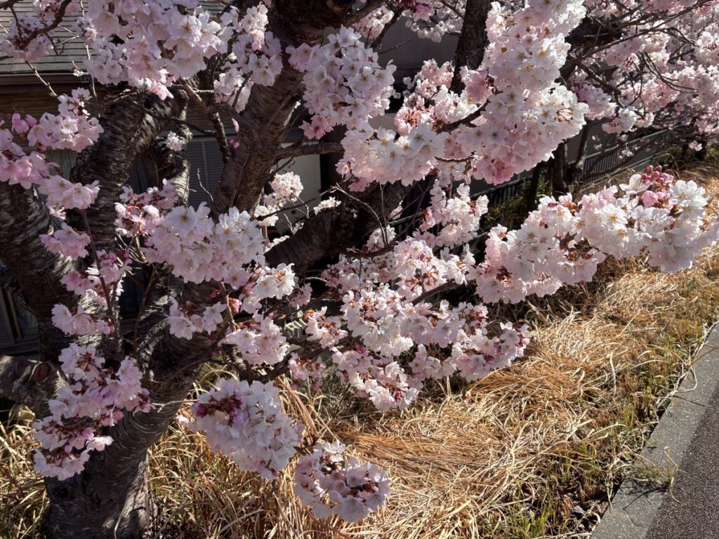 明るい日差しの中満開の桜