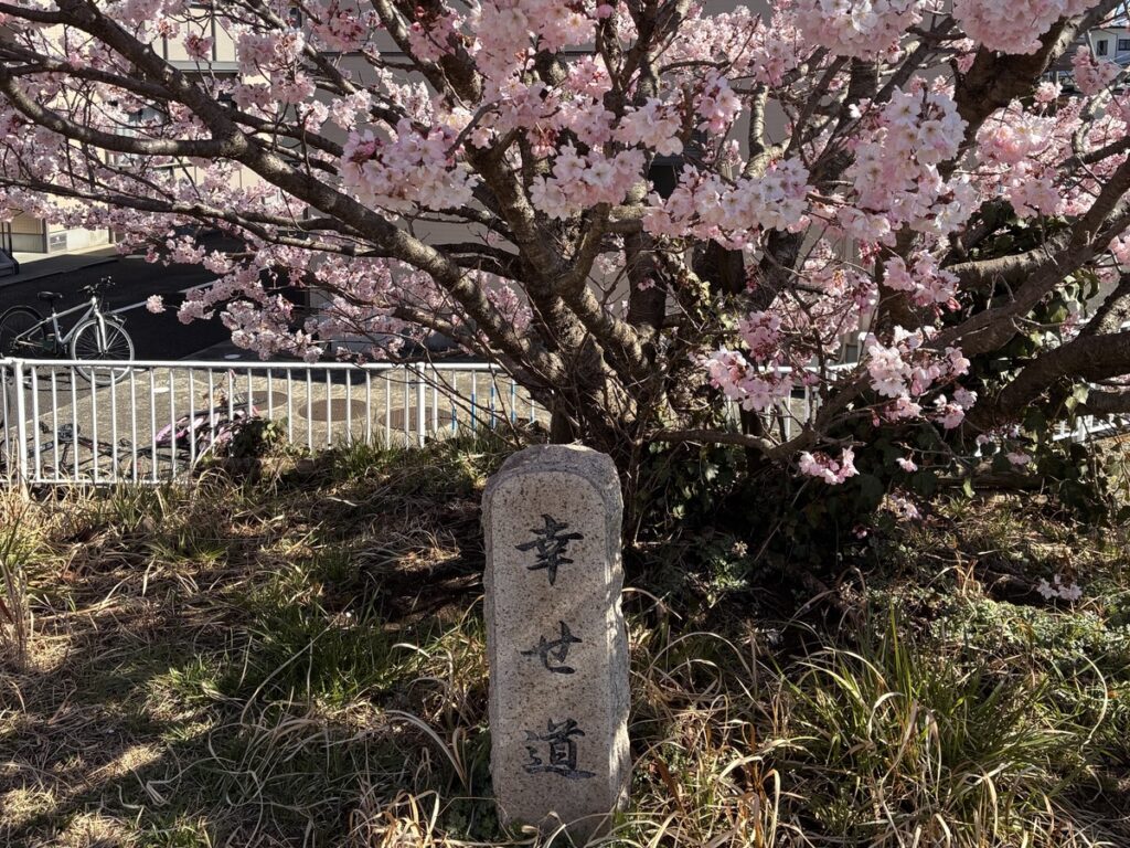 幸せ道と書かれた石碑と満開の桜 道路には自転車