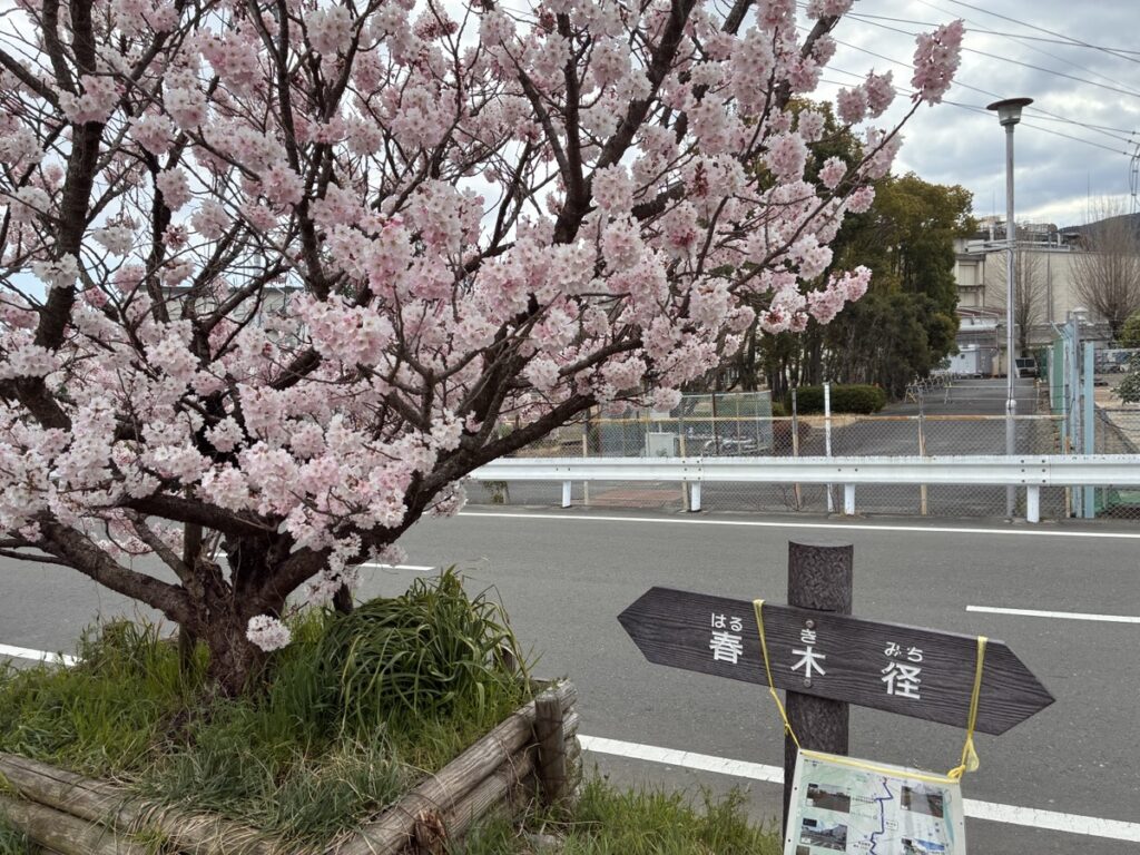 満開の桜の木と春木径の道標