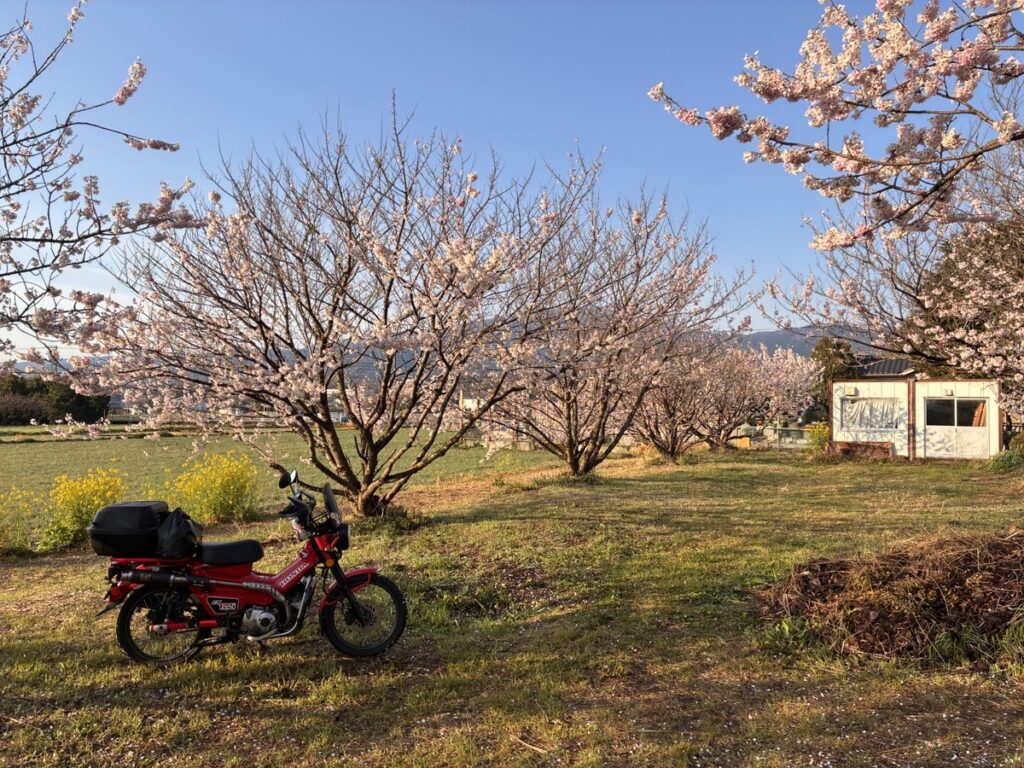 ふくざわ公園内で鮮やかに色づいた満開の春めき桜