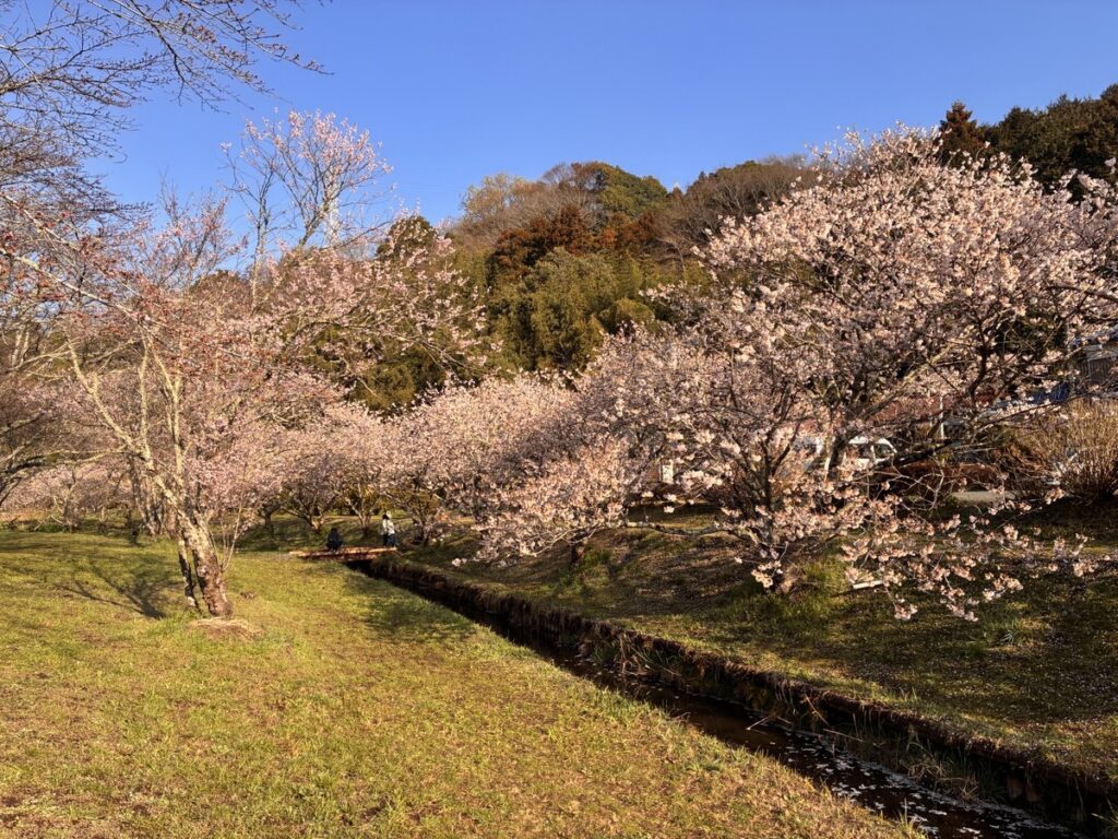 南足柄市の穴場・森と水の公園の小川沿いに咲く春めき桜