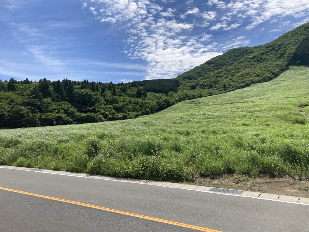 夏の鮮やかな青ススキと緑の絨毯